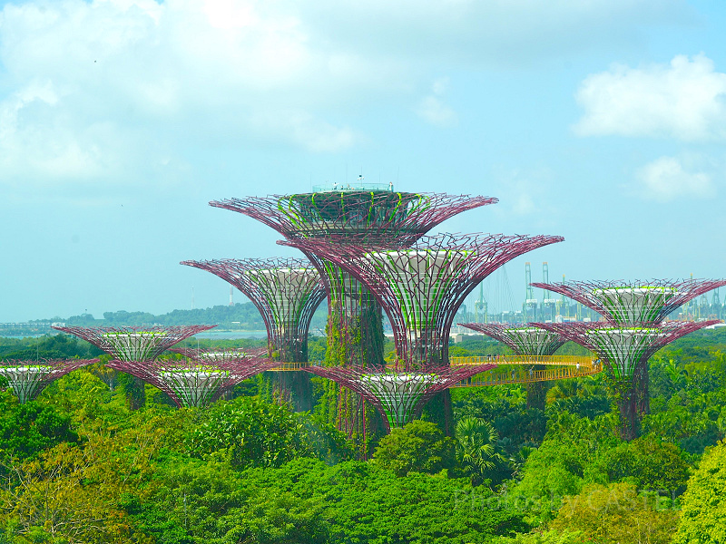 ガーデンズバイザベイの料金は？割引チケットは？現地調査してきた。シンガポールブログシンガぷらぷら