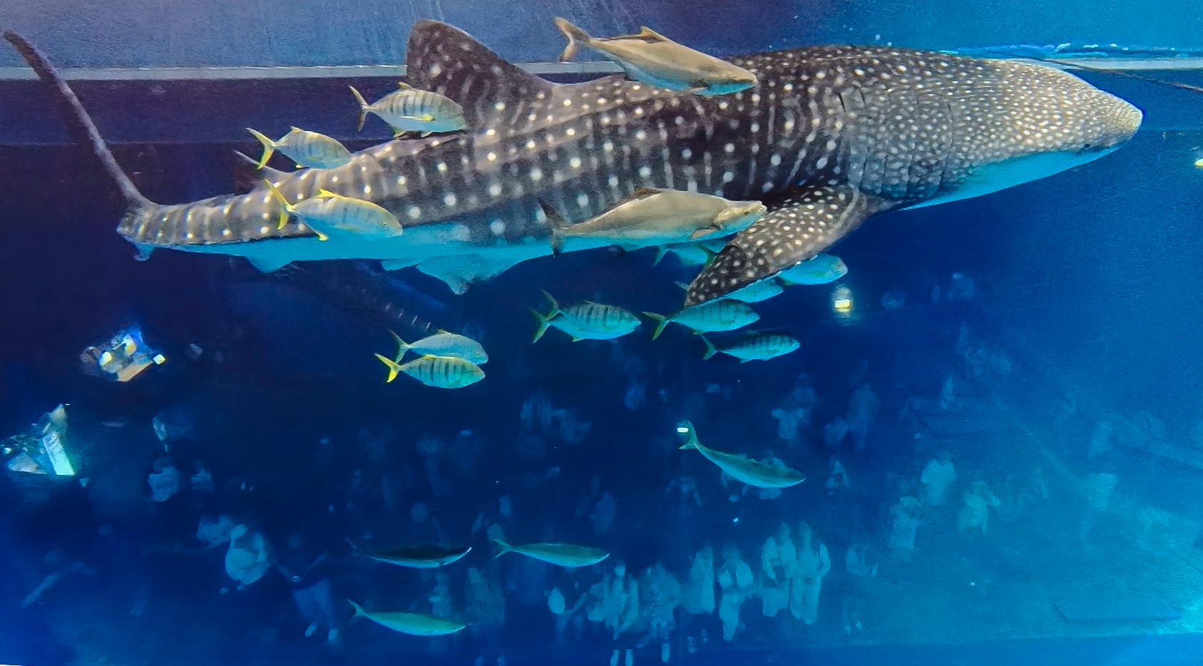 沖縄美ら海水族館 ジンベイザメが縦に泳ぐ沖縄美ら海観光 写真ブログ - 楽天ブログ