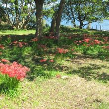 滋賀県桂浜園地の魅力と訪れるべき理由2025 年のリアルなLemon8ユーザー体験