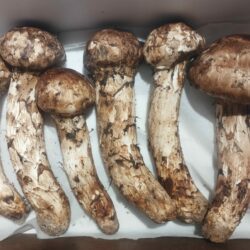 中国、親日のブータン王国を侵略開始！！そして、人類の遺産であるガラパゴス諸島も！！中国大使と「意見交換」の石破さん、ブータン王家と親密で、生物学者である天皇陛下と上皇陛下にどうお詫びするのですか？政治知新