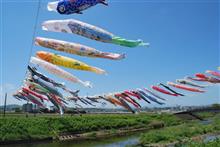 春のお散歩旅 15 鈴川の「こいのぼり祭」瞳に四角い鰯雲