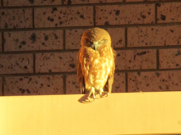 イプスウィッチクイーンズランド州- Wikipedia