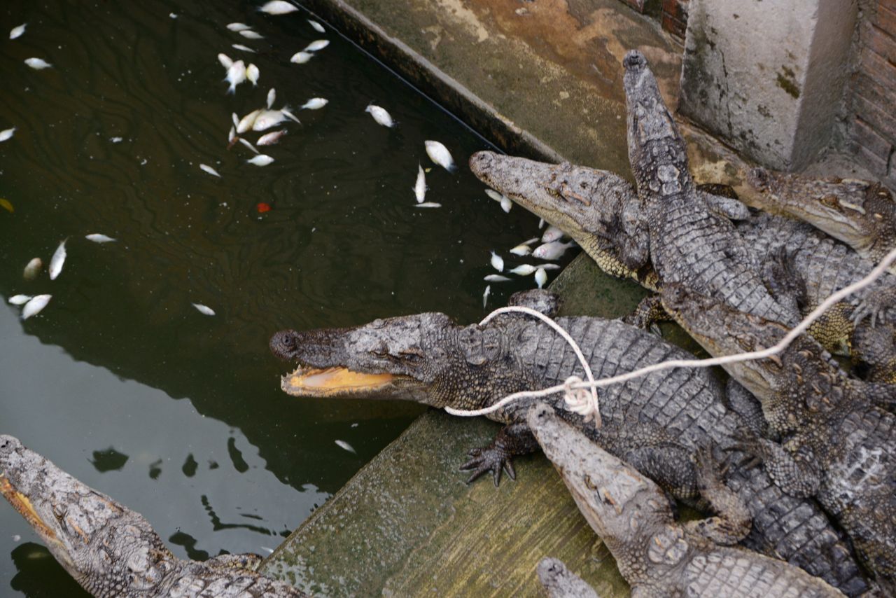バンコクのクロコダイルファーム『サムットプラカーン・クロコダイルファーム・アンド・ズー』の魅力と行き方。タイ一択