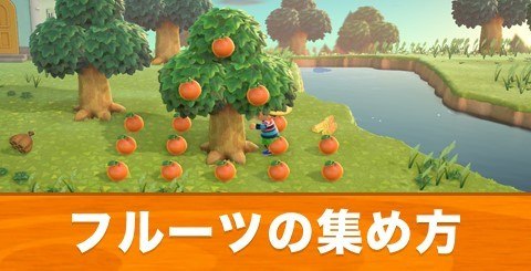みんなの果樹園まとめ 何本ずつフルーツ植えてる？みんなのあつ森