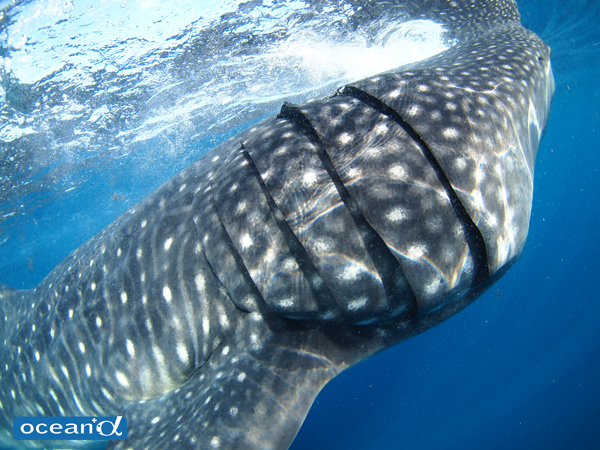 沖縄でジンベイザメ ジンベエザメ と泳ごう！ツアーもご紹介ラピスマリンスポーツ