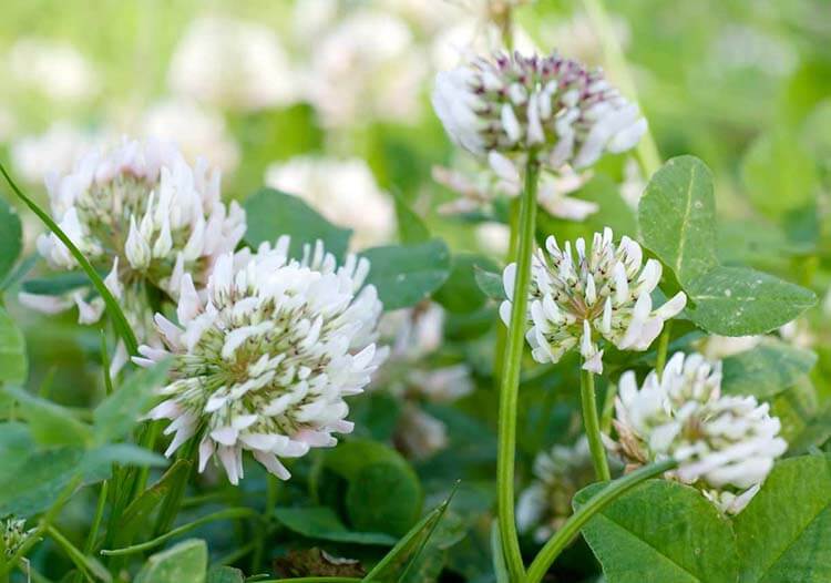 若葉マーク、四つ葉マーク4つのマークの意味をおさらいクルマ情報サイトｰGAZOO.com