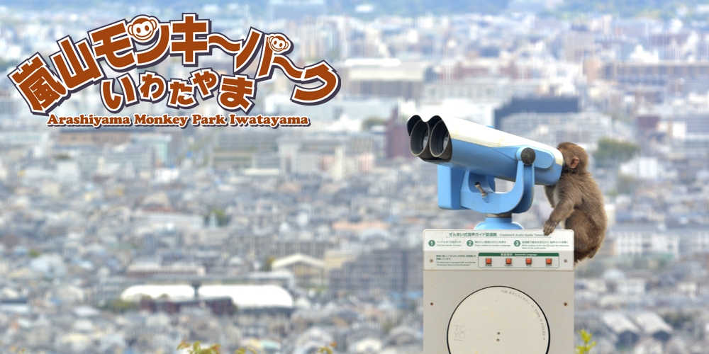 そうだ、 モンキーパーク いわたやま