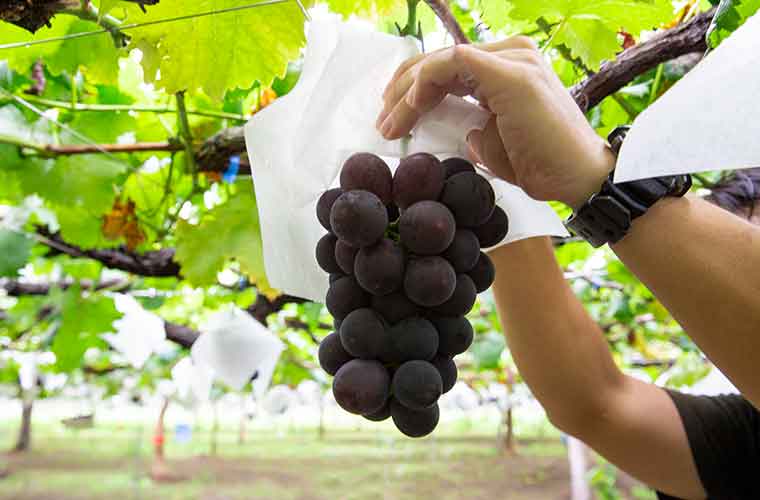 山梨県勝沼でブドウ狩り！時期はいつ？シャインマスカット食べ放題もママリ